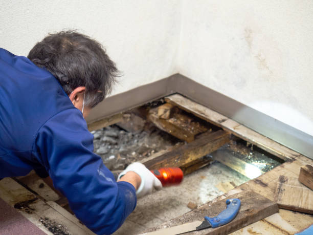 Best Home Mold Removal  in Live Oak, CA