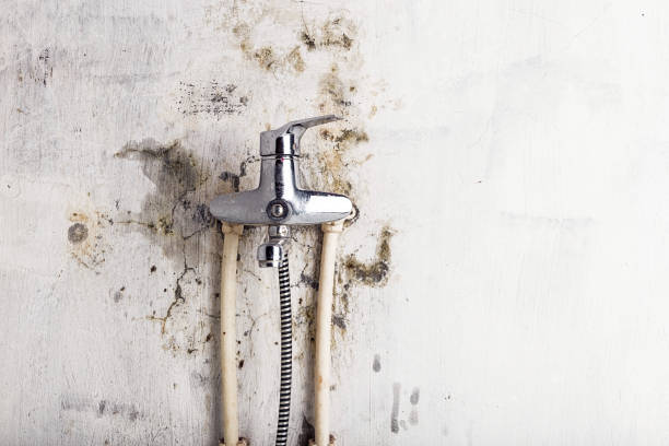 Best Mold Testing  in Live Oak, CA