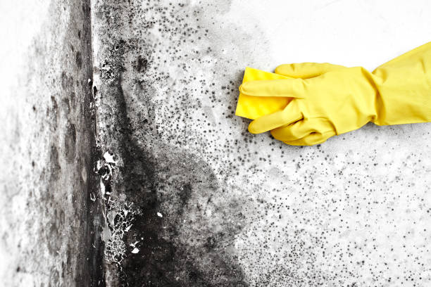 Best Fast Mold Removal  in Live Oak, CA