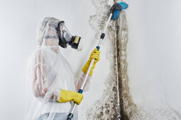 Mold Testing and Removal in Live Oak, CA