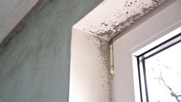 Best Mold Testing  in Live Oak, CA