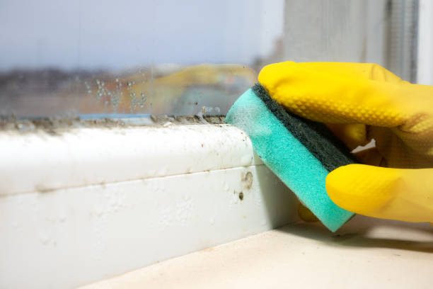 Best Certified Mold Removal  in Live Oak, CA