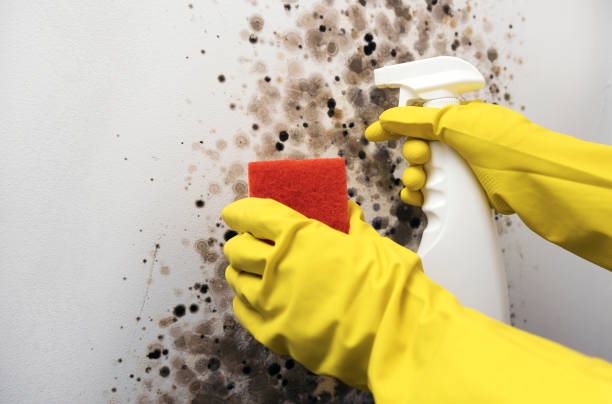 Trusted Live Oak, CA Mold Removal Experts