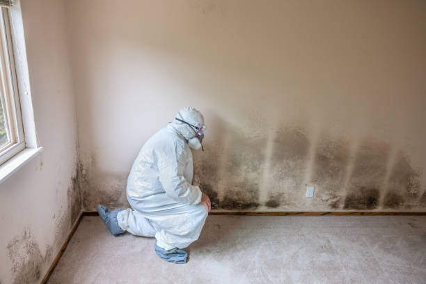 Best Toxic Mold Removal  in Live Oak, CA