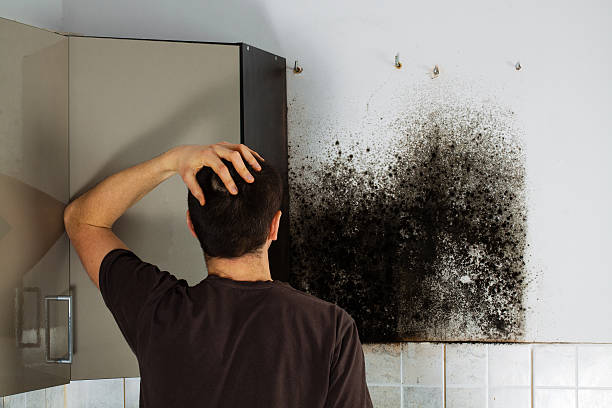 Best Attic Mold Removal  in Live Oak, CA