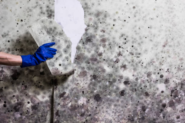 Best Local Mold Removal Service  in Live Oak, CA