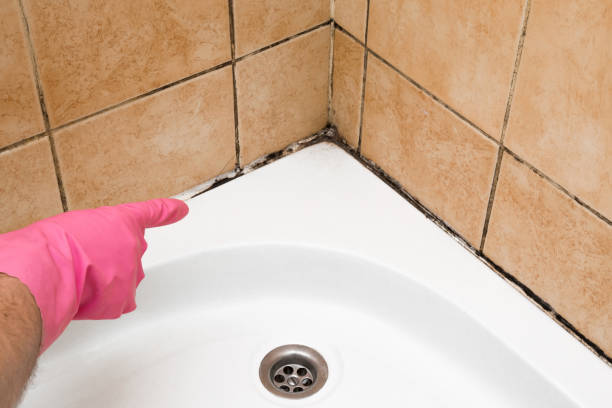 Best Best Mold Removal Companies  in Live Oak, CA